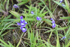 Utricularia uliginosa